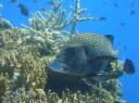 Grote Honeycomb Cod