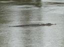Saltie de zoutwaterkrokodil