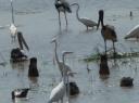 Mamukala Wetlands