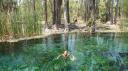 Bitter Springs - heel vage kleur water