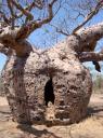 Boab Prison Tree