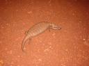 Bluetongue lizard
