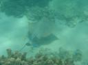 Blue spotted stingray