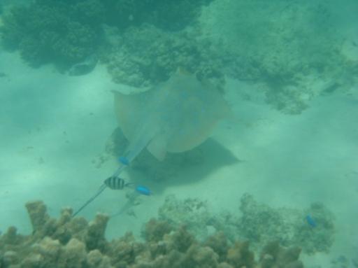 Blue spotted stingray
