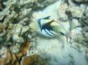 Triggerfish