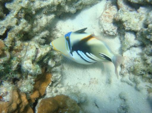 Triggerfish
