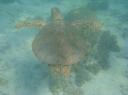Schildpad tijdens snorkelen