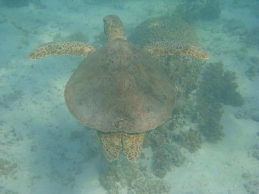 Schildpad tijdens snorkelen