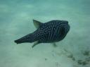 Pufferfish