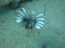 Lionfish