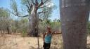 Boab bomen