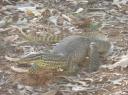 Monitor Lizard