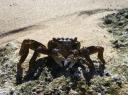 Krab