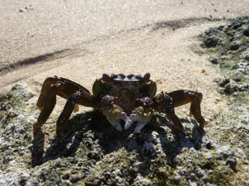 Krab