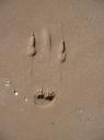 Spoor van een kangaroe