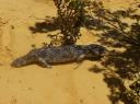 Bobtail Skink