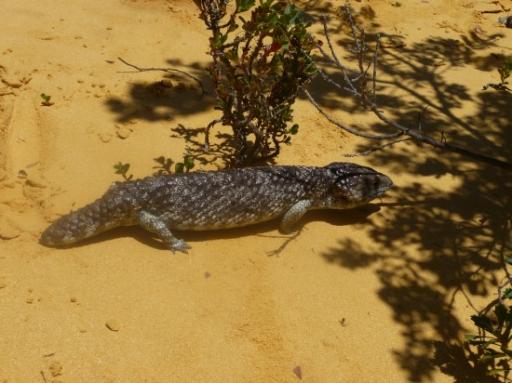 Bobtail Skink