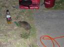 Bandicoot met trek