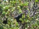 Black Cockatoo