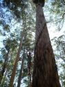 Bicentianal Tree - wordt gebruikt voor bosbranden