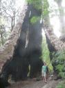 Giant Tingle Tree - waanzinnig groot!