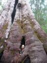 Giant Tingle Tree