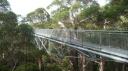 Tree Top Walk - Valley of the Giants
