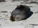 Sammy the sealion