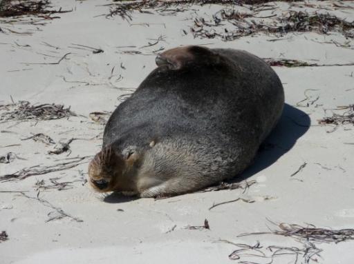 Sammy the sealion