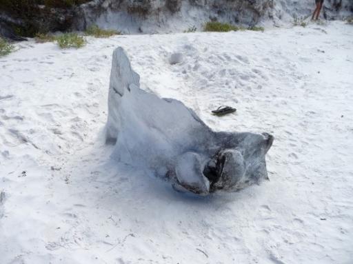 Walvis skelet op strand bij Thistle Cove
