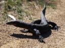 Lizard