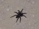 Dikke vette spin