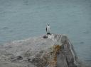 Onze "pinguin"