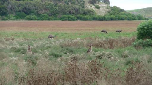 Emu's en kangaroo's bij Tower Hill