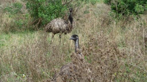 Emu's