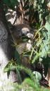 Etende Koala