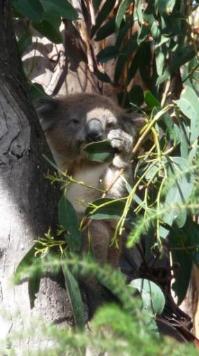Etende Koala