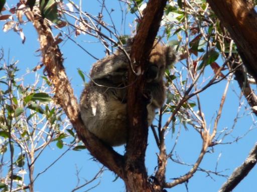 Slapende Koala boven de weg