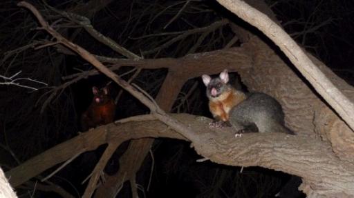 Possums