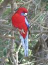Crimson Rosella eten gewoon uit je hand