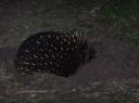 De egel van Australie... ECHIDNA