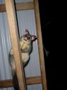 Possum op zoek naar eten
