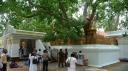 Oudste boom ter wereld: 2000 jr oude bodhi tree.