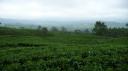 Theevelden van Nuwara Eliya