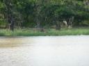 Sambar Deer