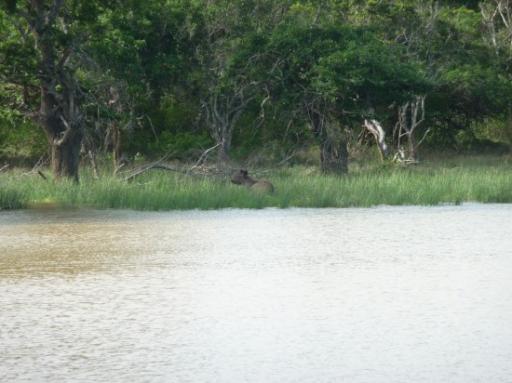 Sambar Deer