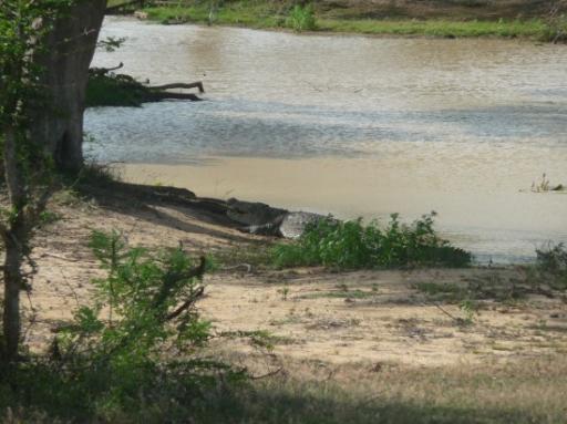 Croc!