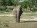 Olifant van heel dichtbij