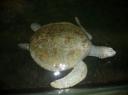 Albino turtle