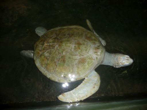 Albino turtle